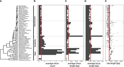 Phylogenomic analyses across land plants reveals motifs and coexpression patterns useful for functional prediction in the BAHD acyltransferase family